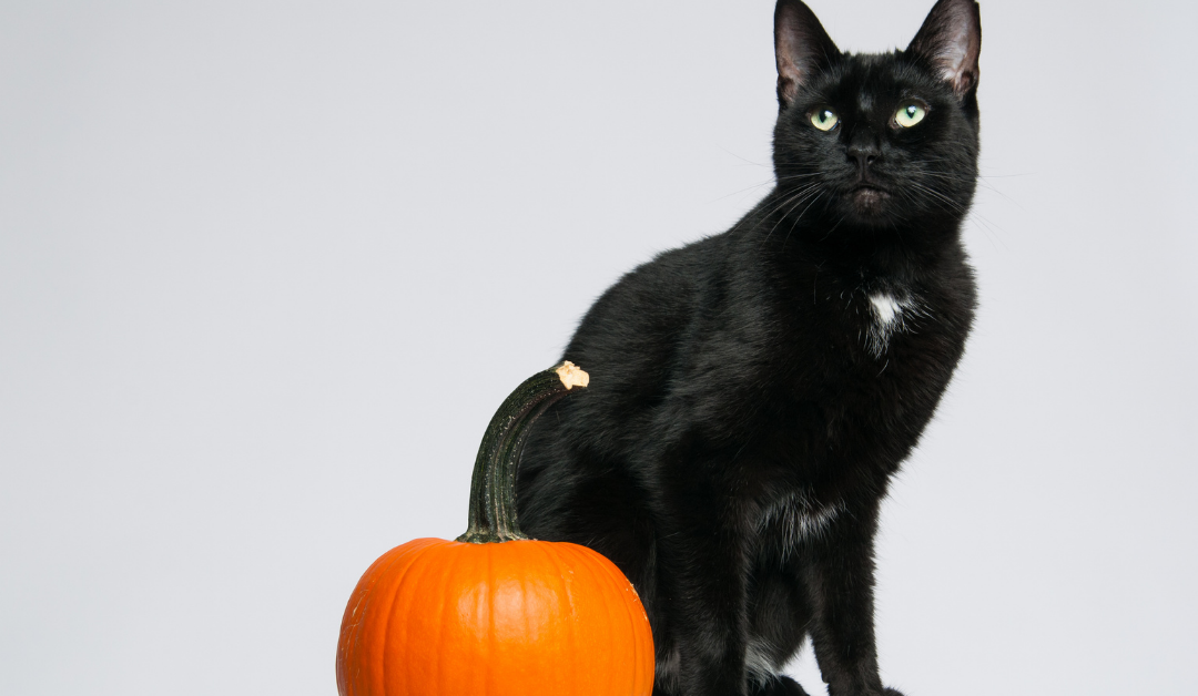 Your Pet May Be Spooked On Halloween Too