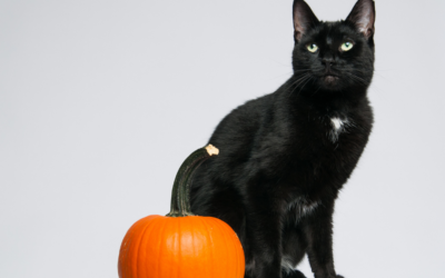 Your Pet May Be Spooked On Halloween Too