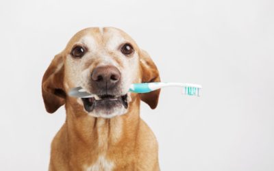 February is National Pet Dental Health Month