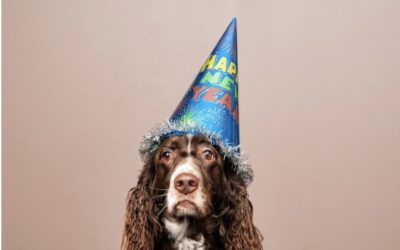 7 Tips to Keep You and Your Pet Safe on New Years 2021