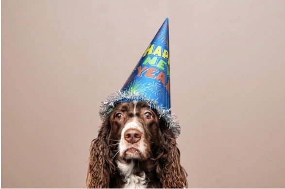 7 Tips to Keep You and Your Pet Safe on New Years 2021