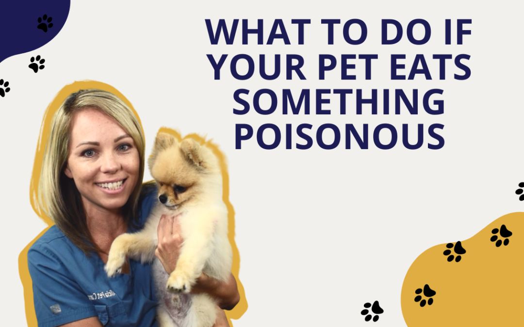 What To Do If Your Pet Eats Something Poisonous