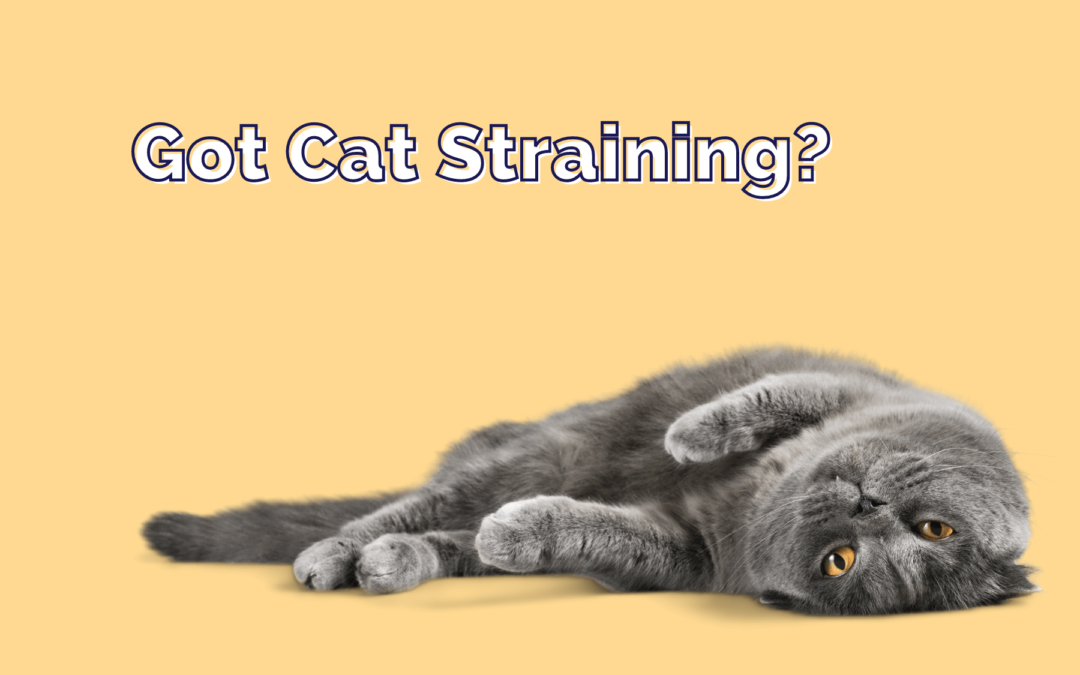 My Cat is Straining, What do I do?