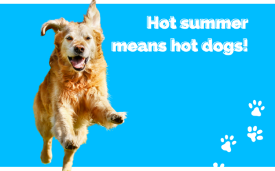 Signs of Heat Stroke in Pets and What You Should Do