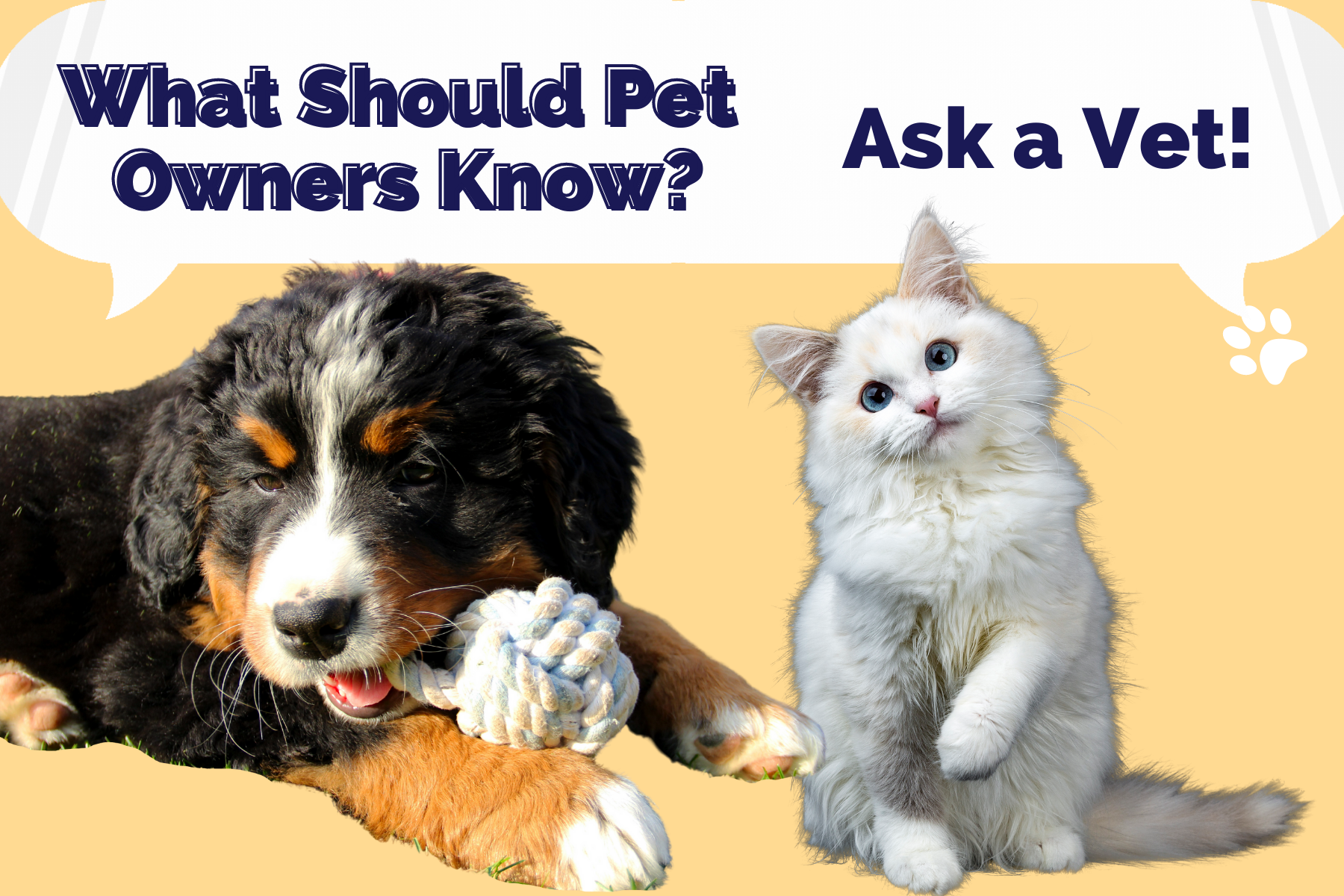 text: what should all pet owners know ask a vet dog and cat