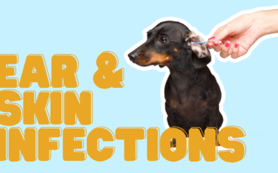 Treat The Source of Ear and Skin Infections