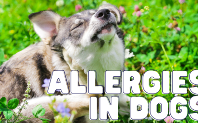 Allergies in Dogs