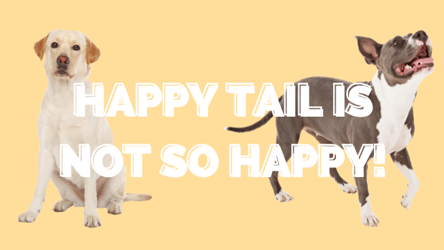 Happy Tail is Not So Happy