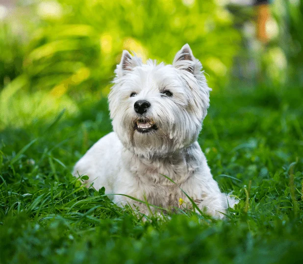 west highland terrier in field