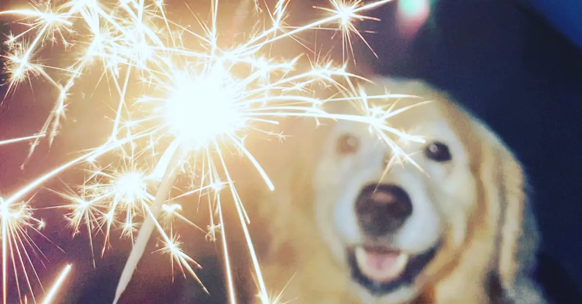 fireworks in front of dog