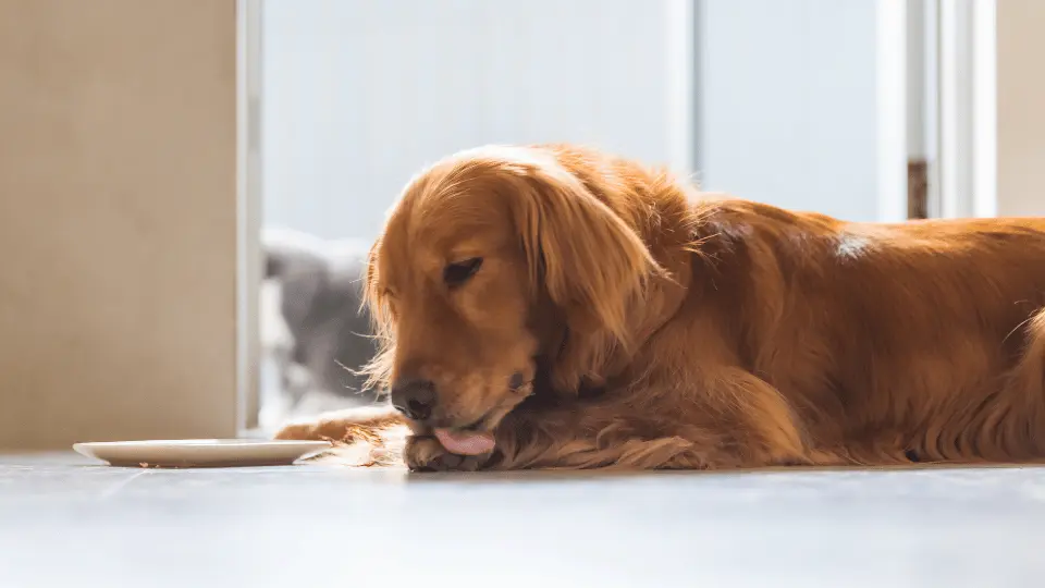 golden retriever licking paws