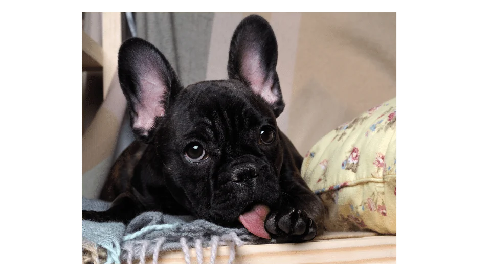 french bulldog licking paws