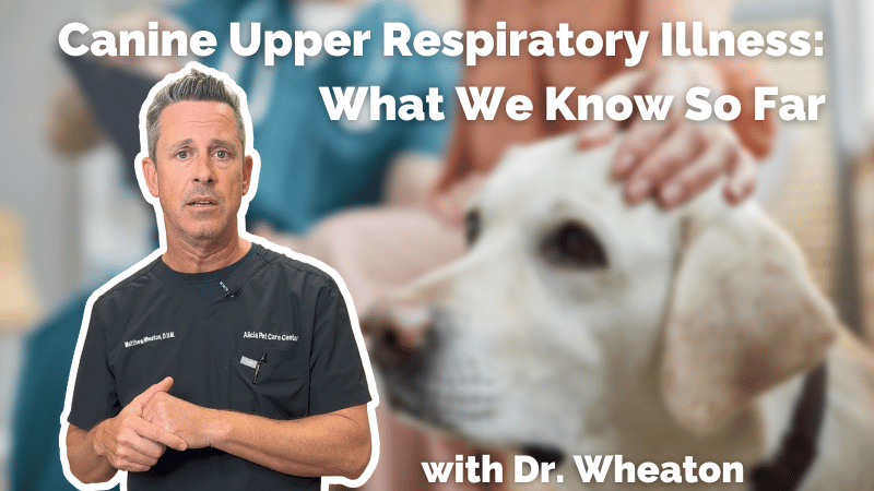 Rising Number of Mysterious Upper Respiratory Infections in Dogs
