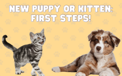 Puppy & Kitten: First Steps as new Pet Parents!