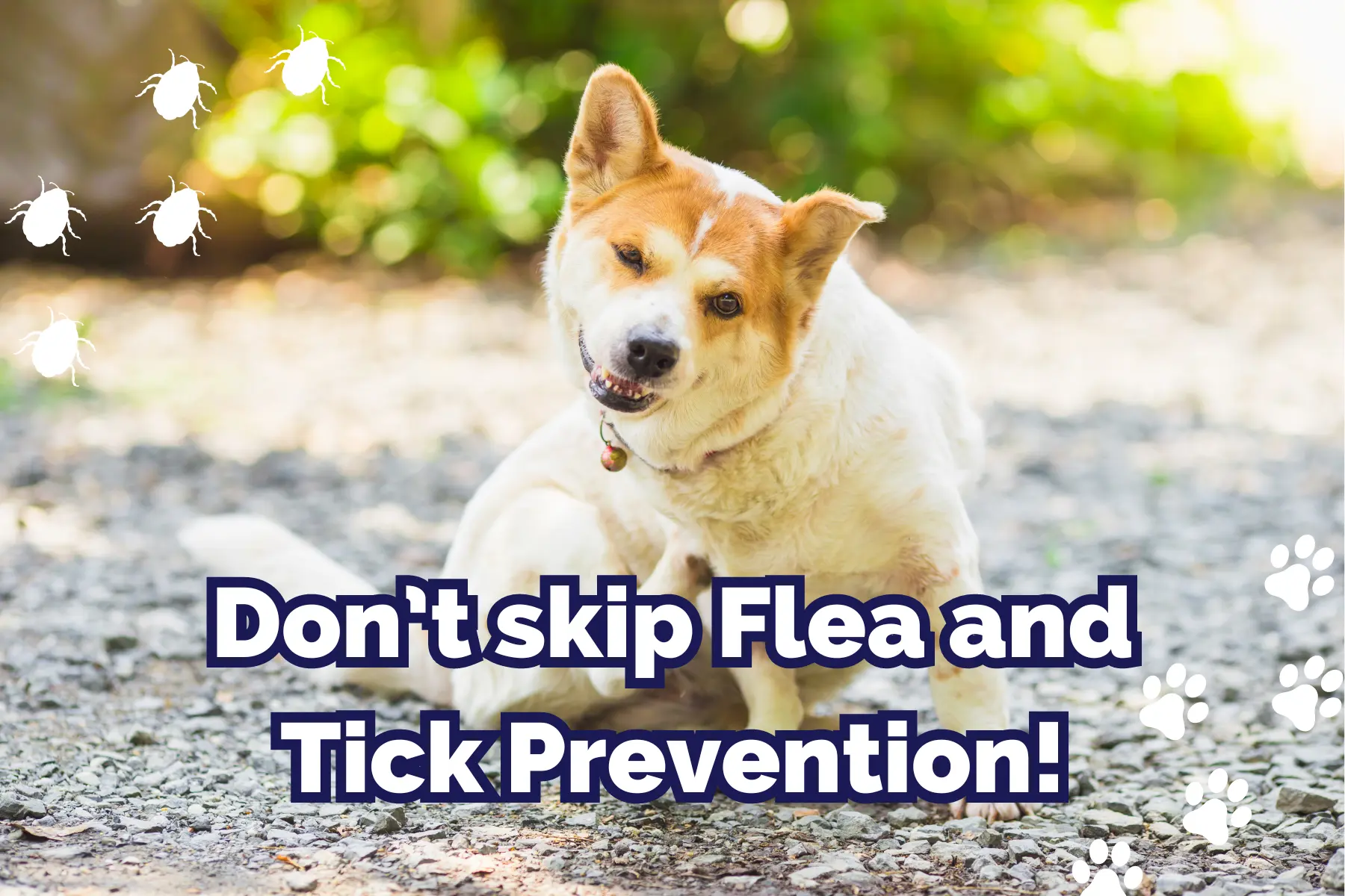 text: don't skip flea and tick prevention. image: dog itching itself