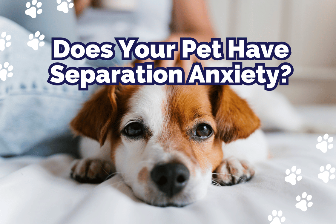 anxious dog with text sayin "does your pet have separation anxiety?"