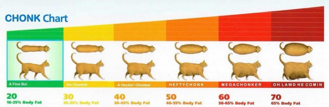 "Vet Hospital Explains the 'Chonk Chart' Feline Sizing System To Help Keep Cats Healthy"