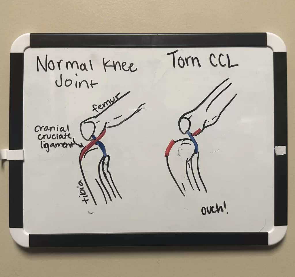 drawing depicting a normal ccl and a torn ccl side by side