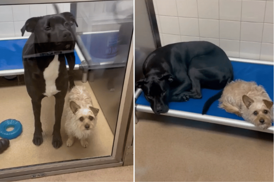 "Unlikely Dog Best Friends Who Are 'Attached at the Hip' Delight Internet"