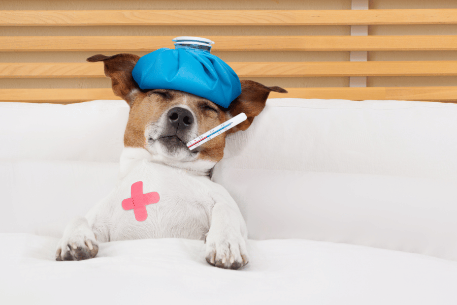 "Vets Reveal Potentially Life-Saving Tips Every Pet Owner Should Know"