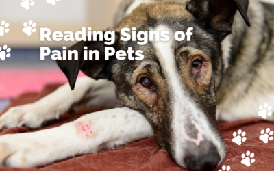 Pets Communicate Pain