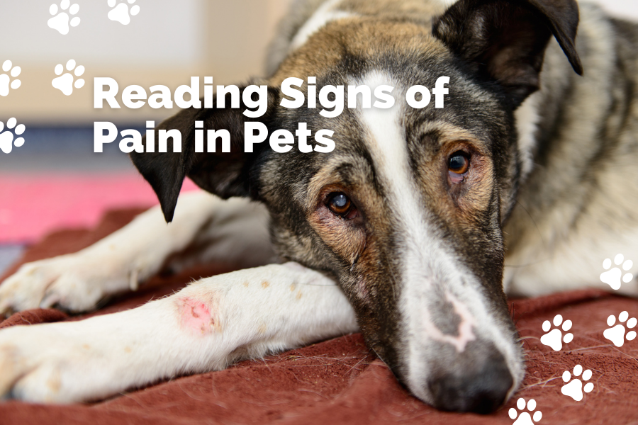 Pets Communicate Pain