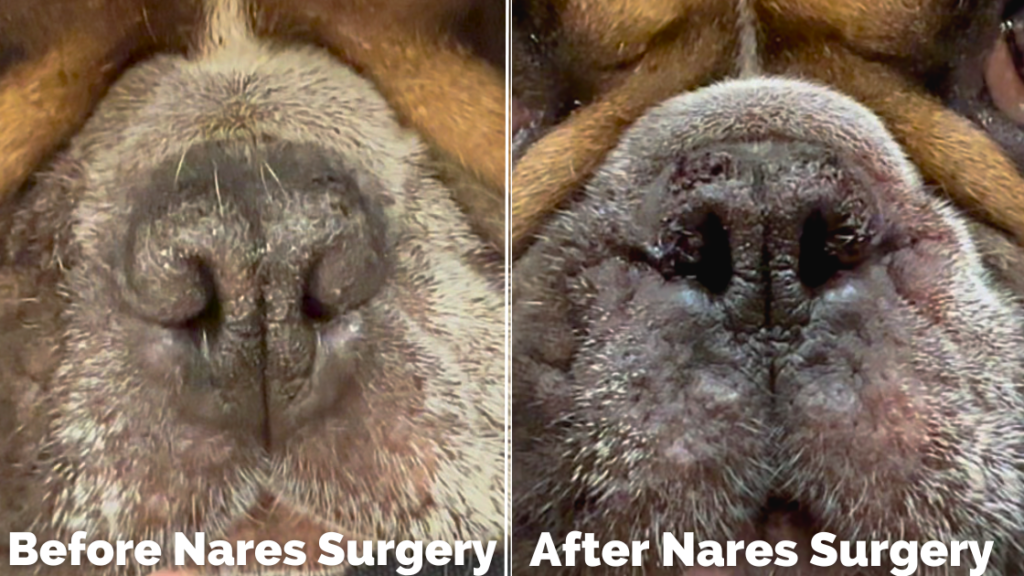 stenotic nares surgery