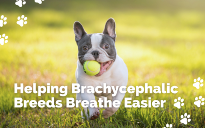 Help Brachycephalic Breeds Breathe Better