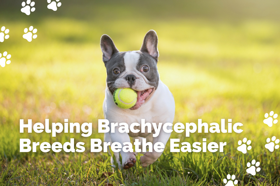 Help Brachycephalic Breeds french bulldogs 