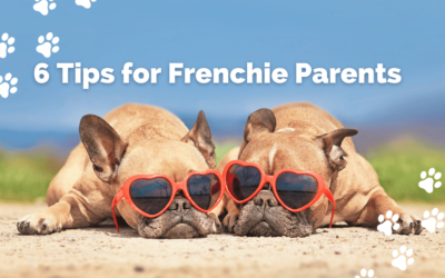 6 Essential Tips for Frenchie Owners