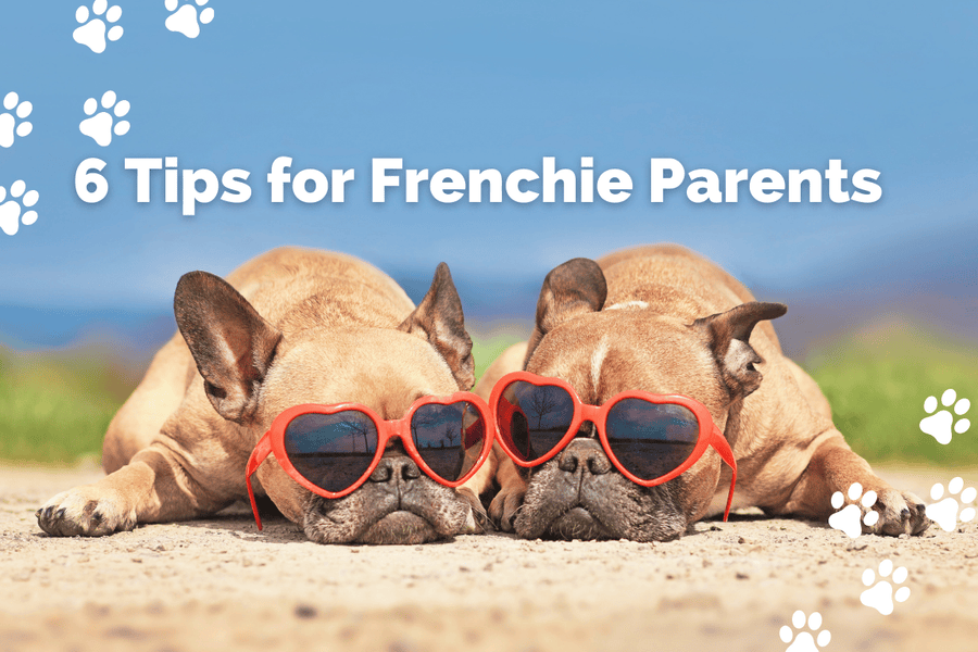 6 tips for frenchie parents french bulldog