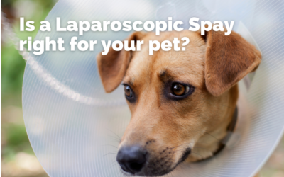 Is Laparoscopic Spay Better?